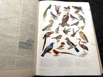 1897 Standard Dictionary English Language Funk & Wagnalls Atlas One Vol. Tomb !!. Fixed Price $50.00.